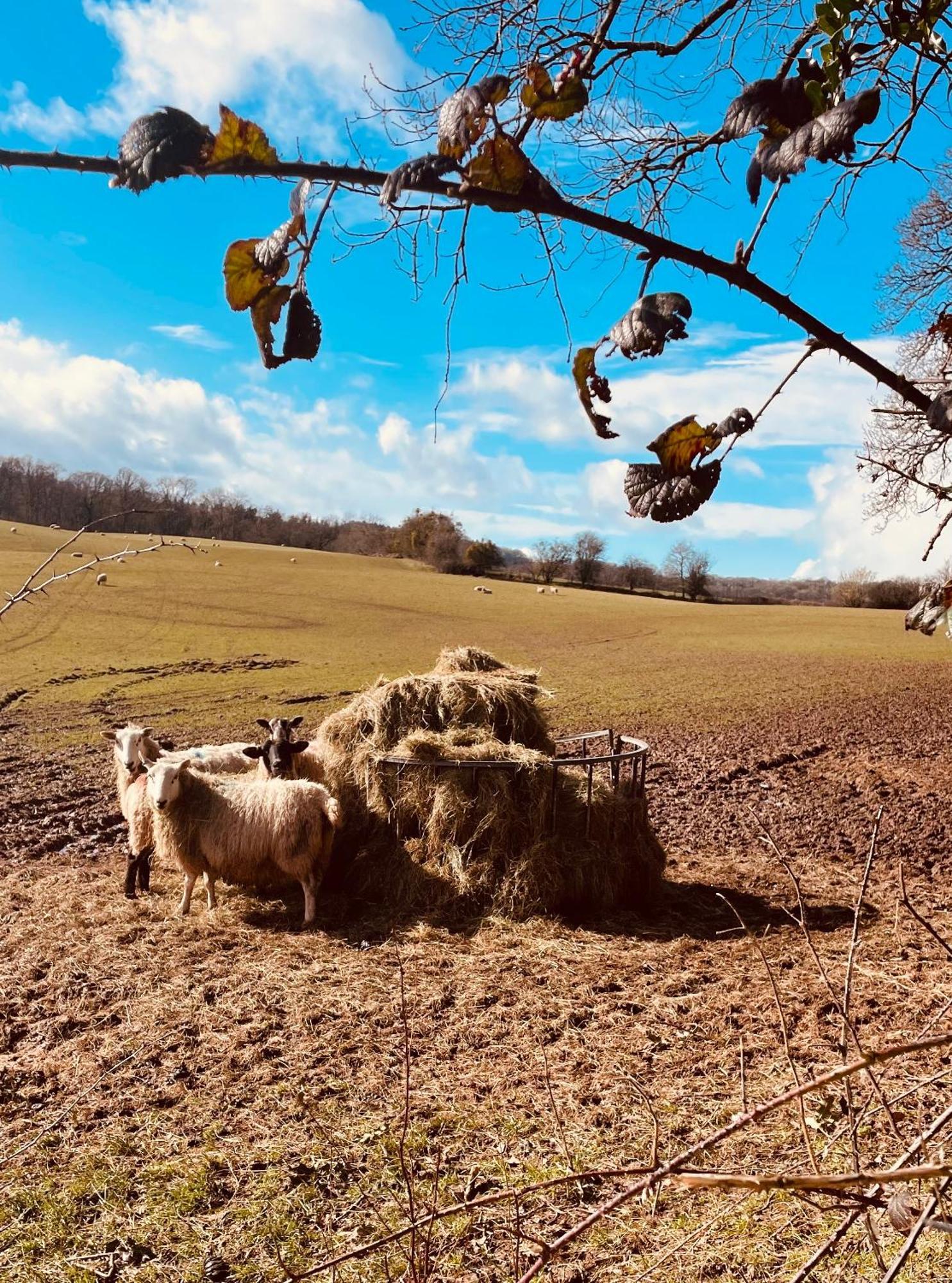 Ferienhaus Pool Bed!-2 Bed With Dog Walking Trails And Local Pub On Your Doorstep! Popular Walking Trails Nearby-malvern Hills And The Brockhampton Estate- Peaceful Village On The Border Of Hereford And *